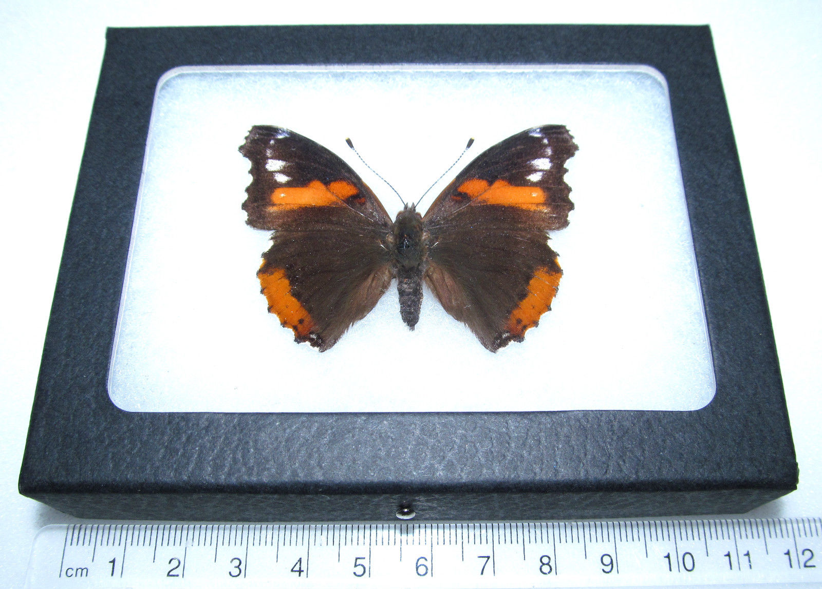 Vanessa atalanta (abberant) (Internet Image property of respective owner, non-commercial use only)